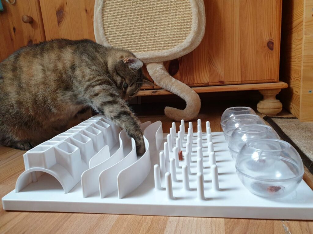 Kat finder godbidder i aktivitetslegetøj