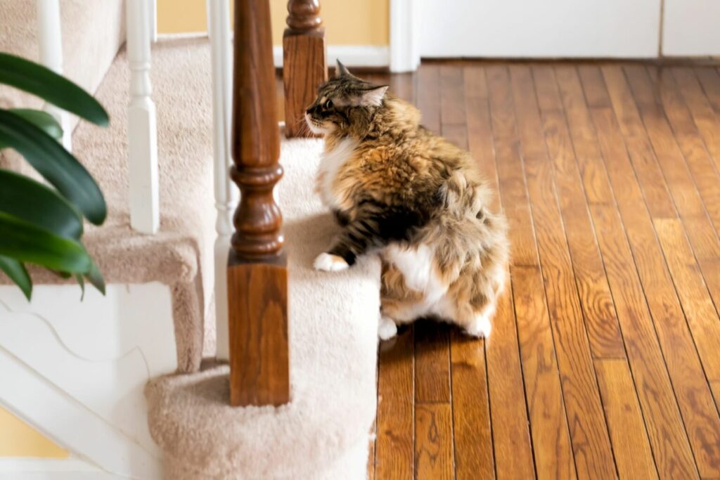 Kat på vej op af trappe