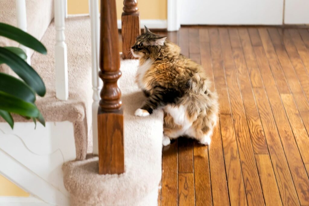 Kat på trappe Kat på vej op af trappe