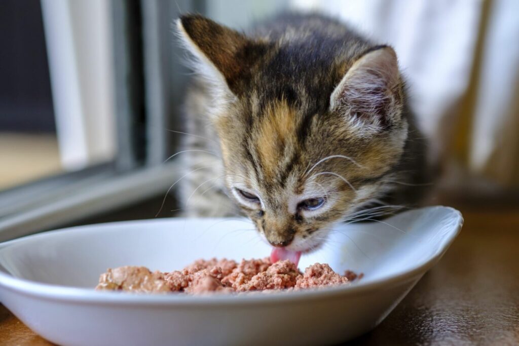 Kattekilling spiser vådfoder af skål