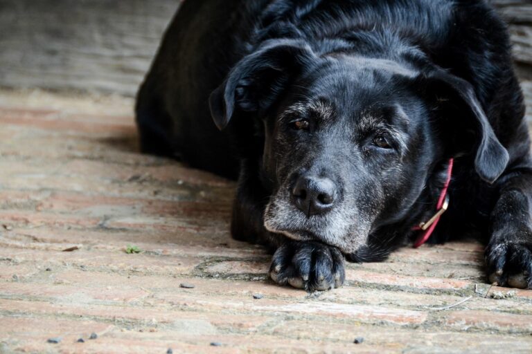 ældre hund med grå hår