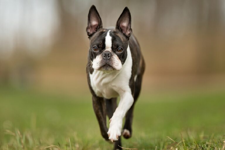 sort og hvid boston terrier