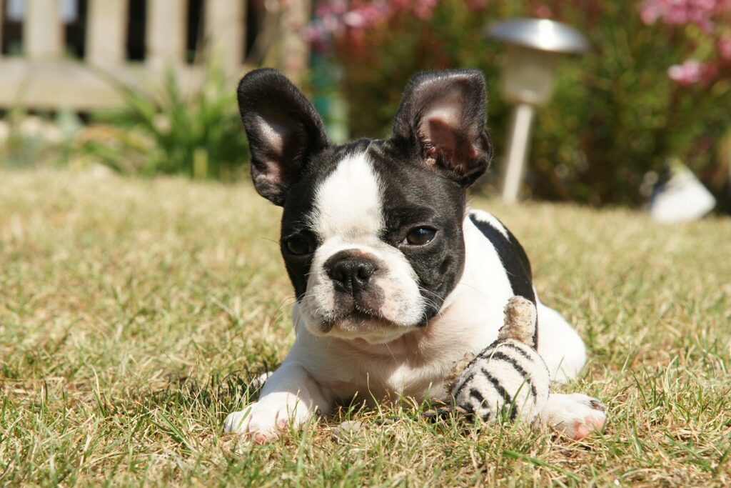 boston terrier hvalp